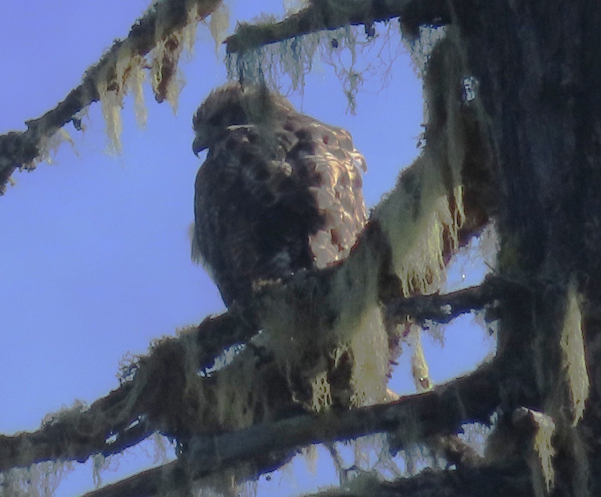 Red-tailed Hawk - ML642731994