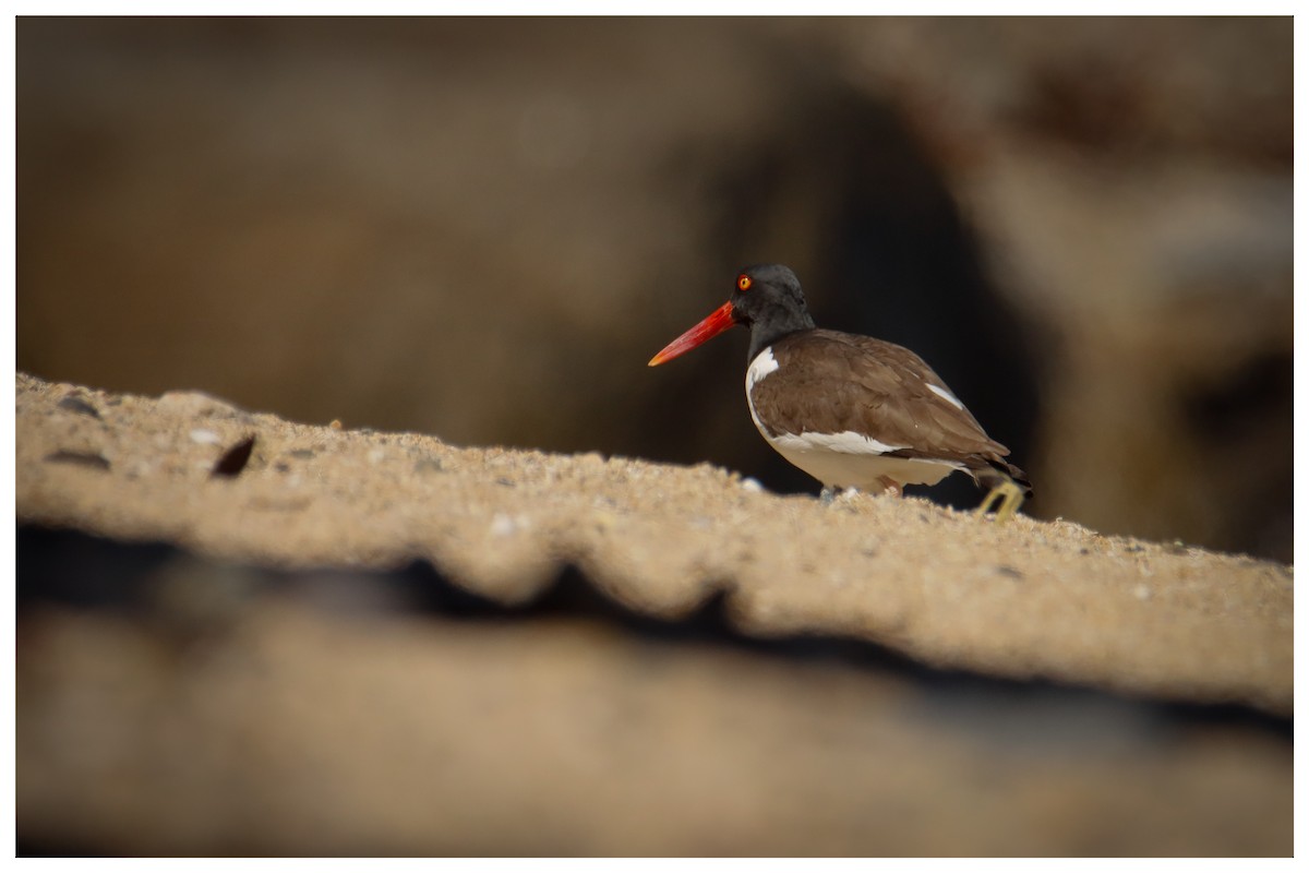 American Oystercatcher - ML642732002