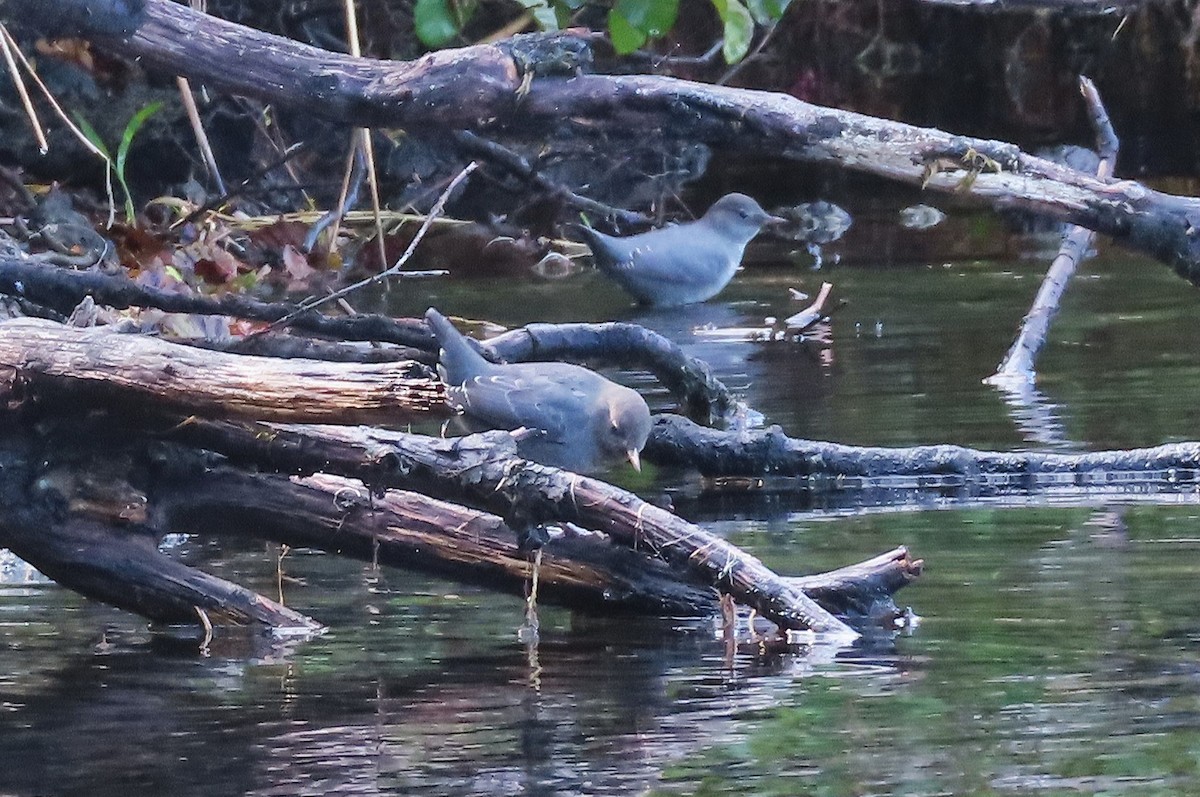American Dipper - ML642732006