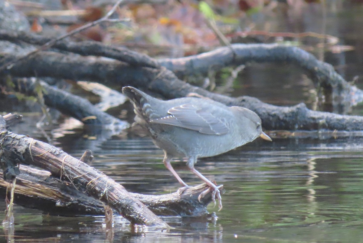 American Dipper - ML642732007