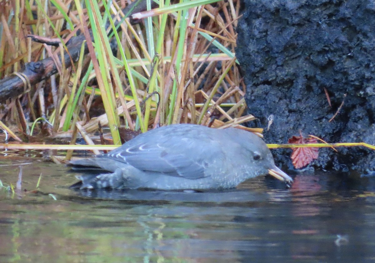 American Dipper - ML642732009