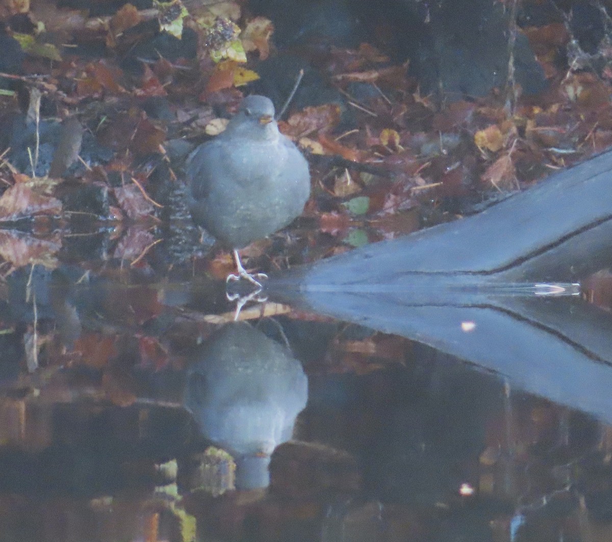 American Dipper - ML642732011