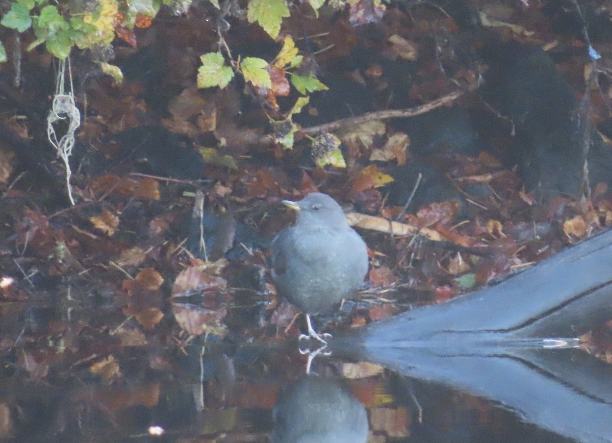 American Dipper - ML642732012
