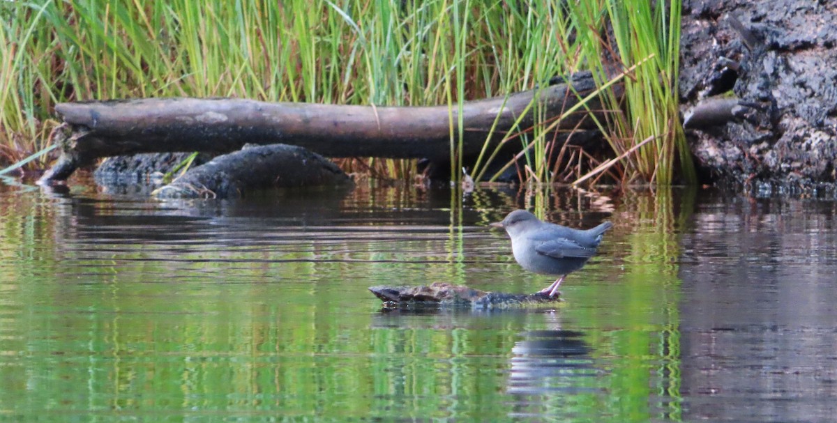 American Dipper - ML642732016