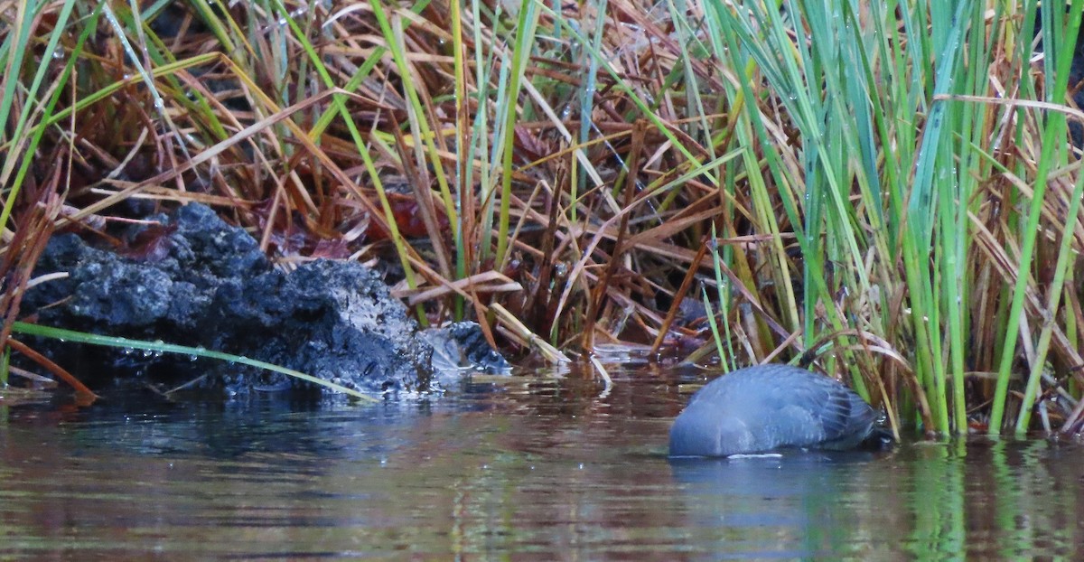 American Dipper - ML642732017