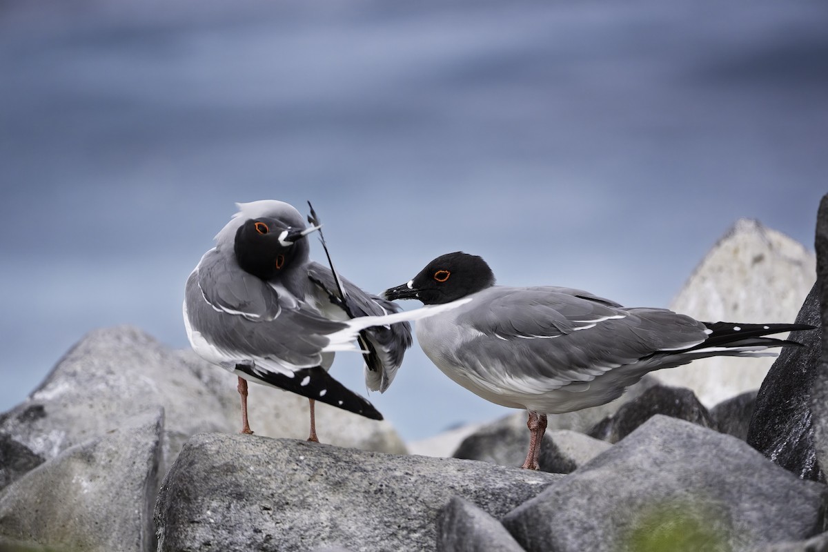 Swallow-tailed Gull - ML642732019