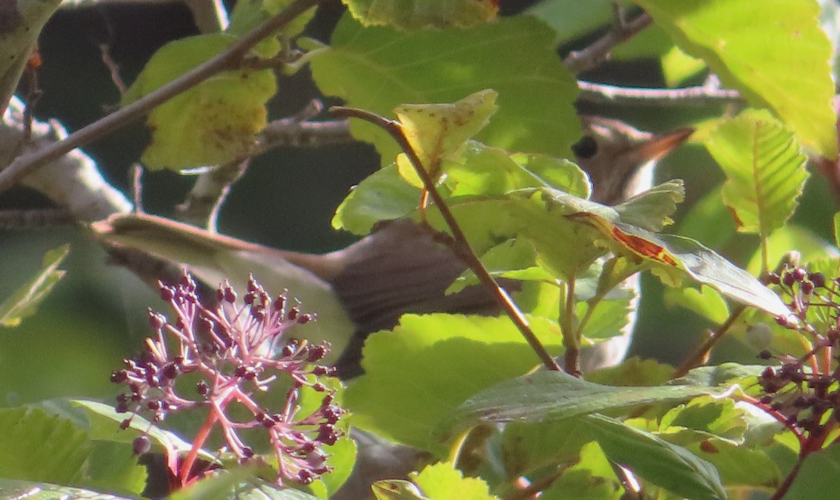 Hermit Thrush - ML642732039