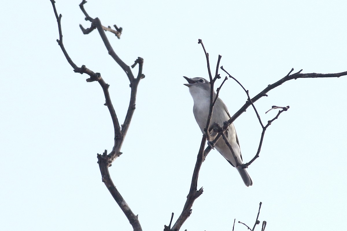 Plumbeous Vireo - ML642732052