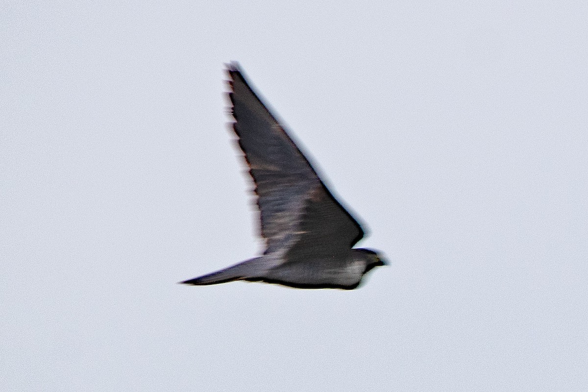 ハヤブサ - ML642732057