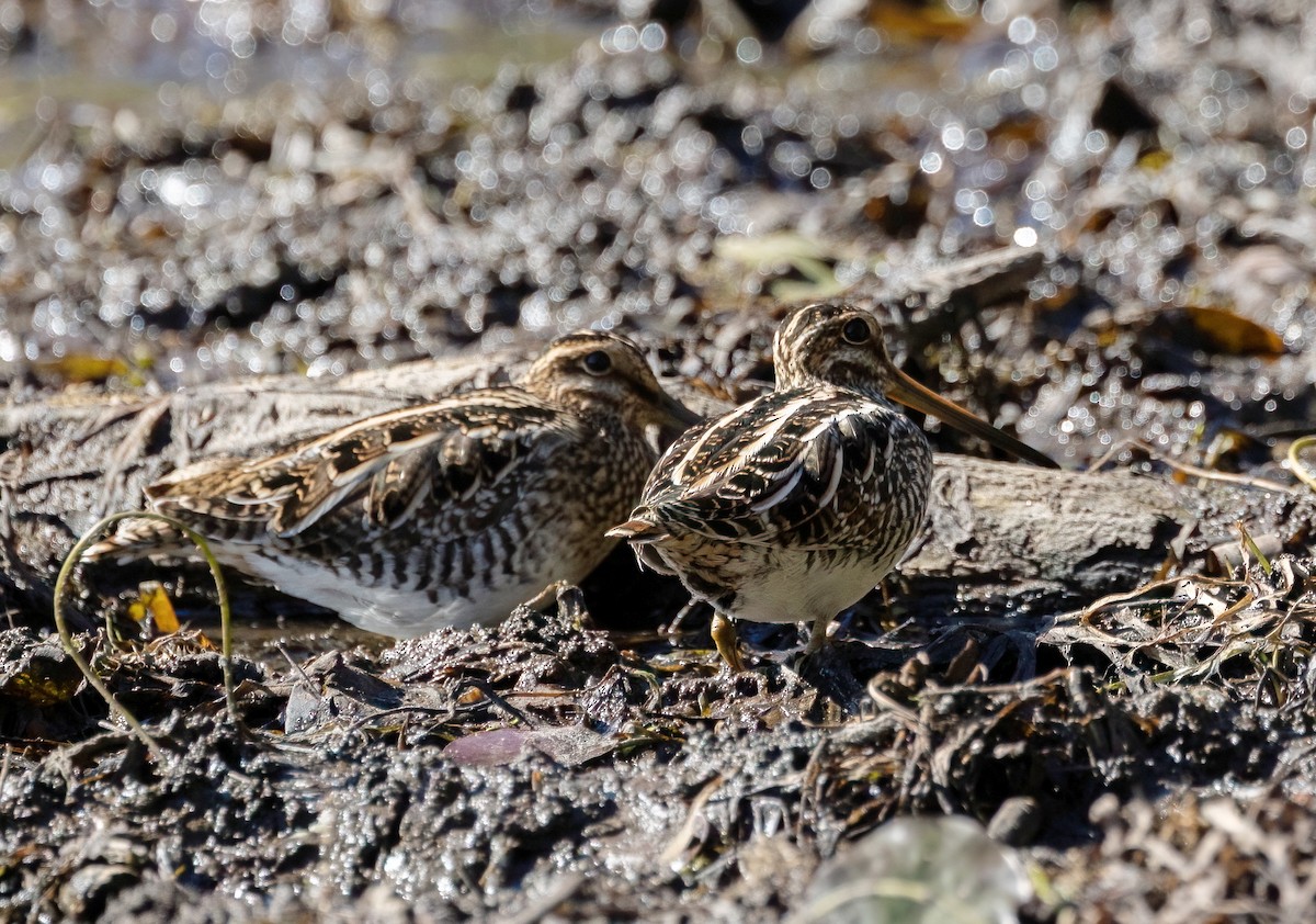 Wilson's Snipe - ML642732061