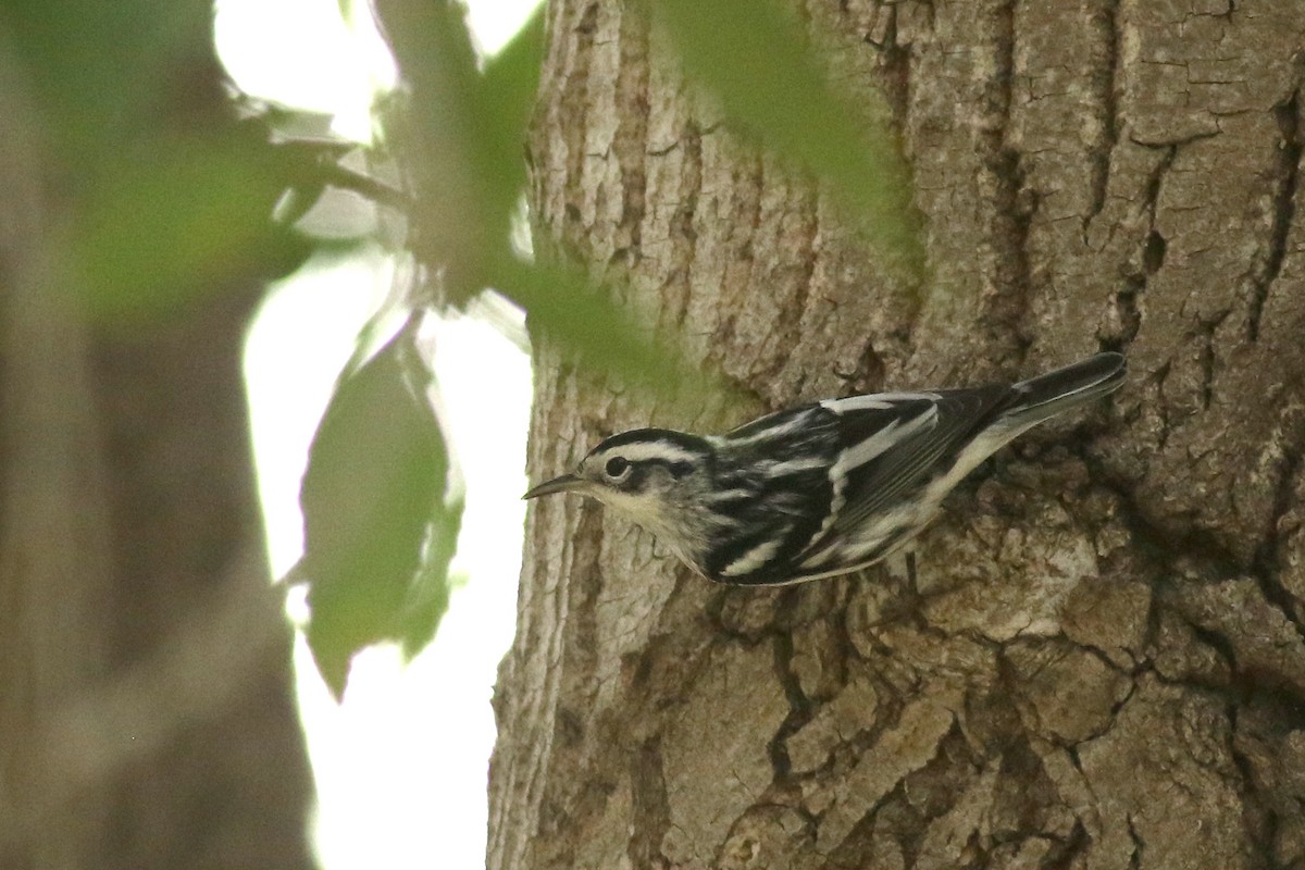 Black-and-white Warbler - ML642732062