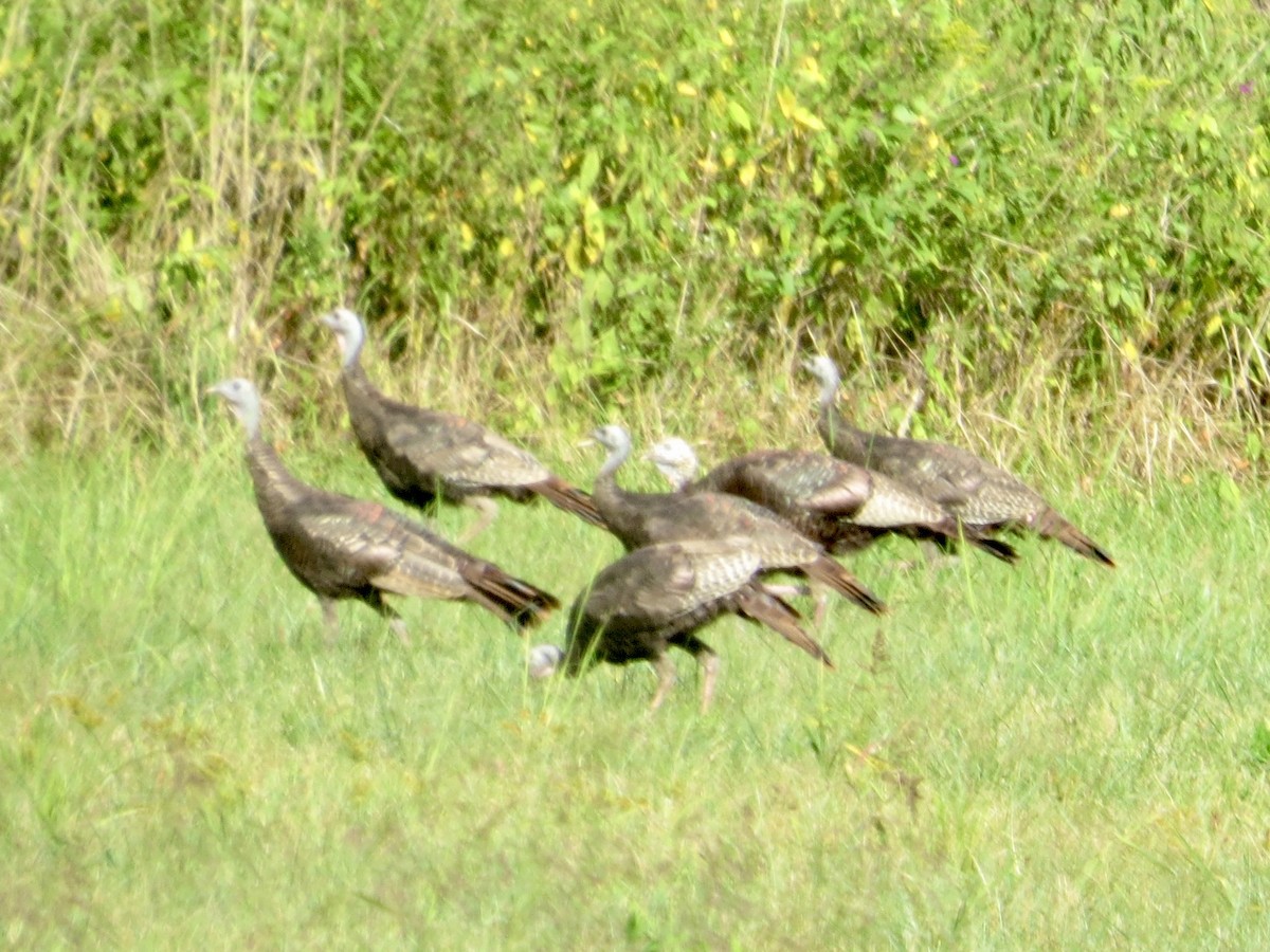 Wild Turkey - ML642732066
