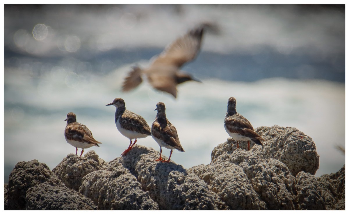 Алаг хайргач - ML642732069