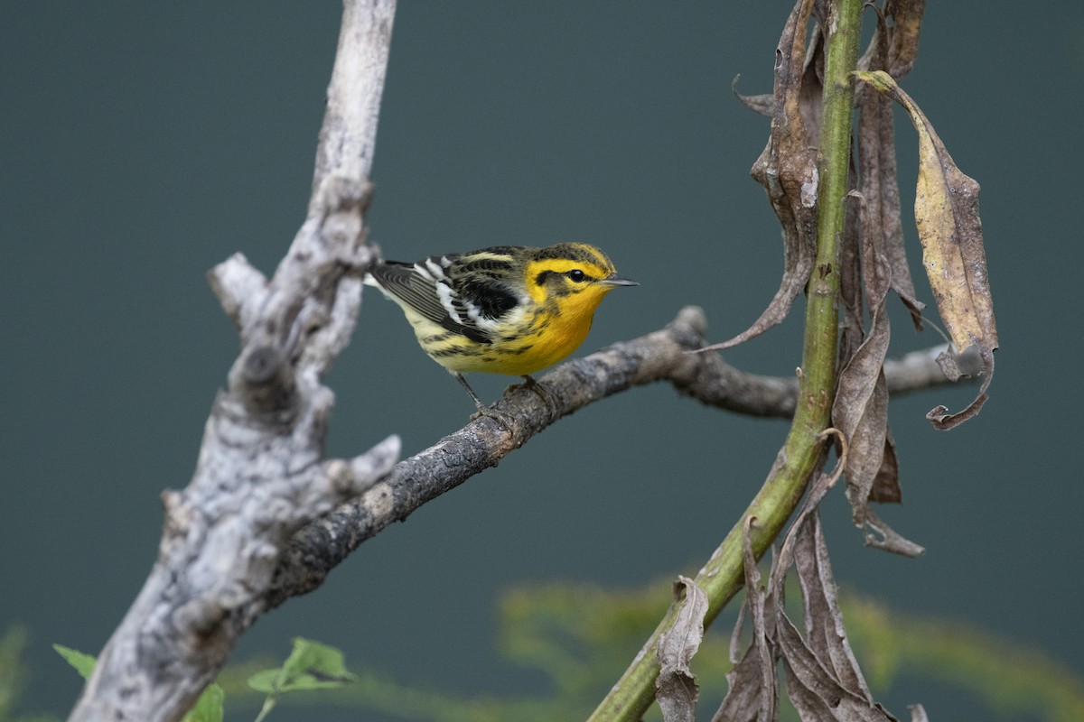 Blackburnian Warbler - ML642732071