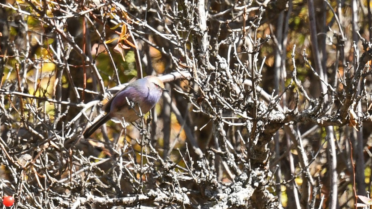 White-browed Tit-Warbler - ML642732091