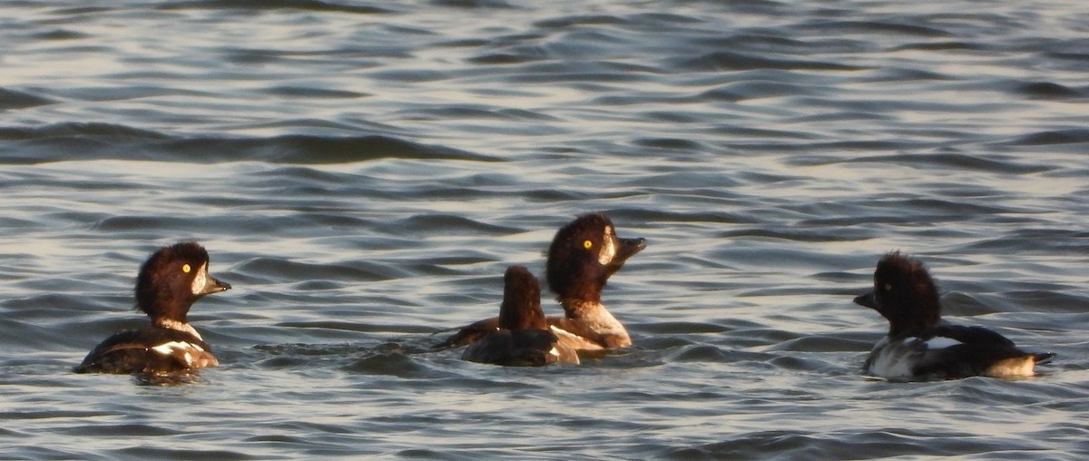 Barrow's Goldeneye - ML642732107