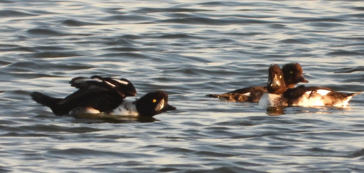 Barrow's Goldeneye - ML642732114