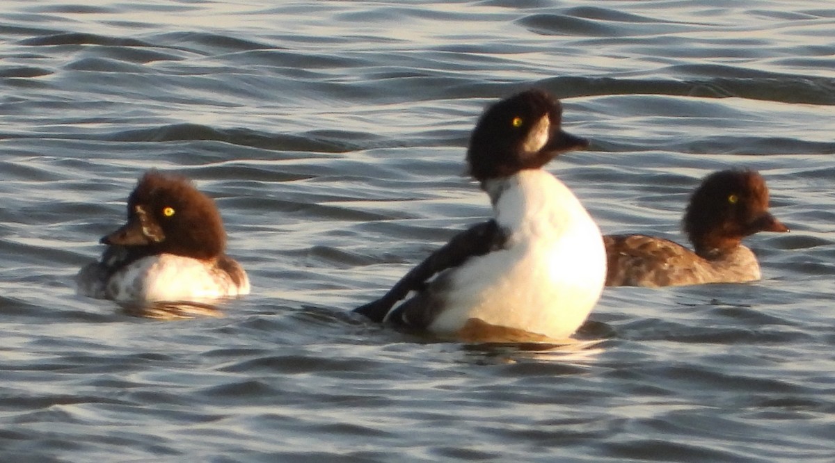 Barrow's Goldeneye - ML642732117