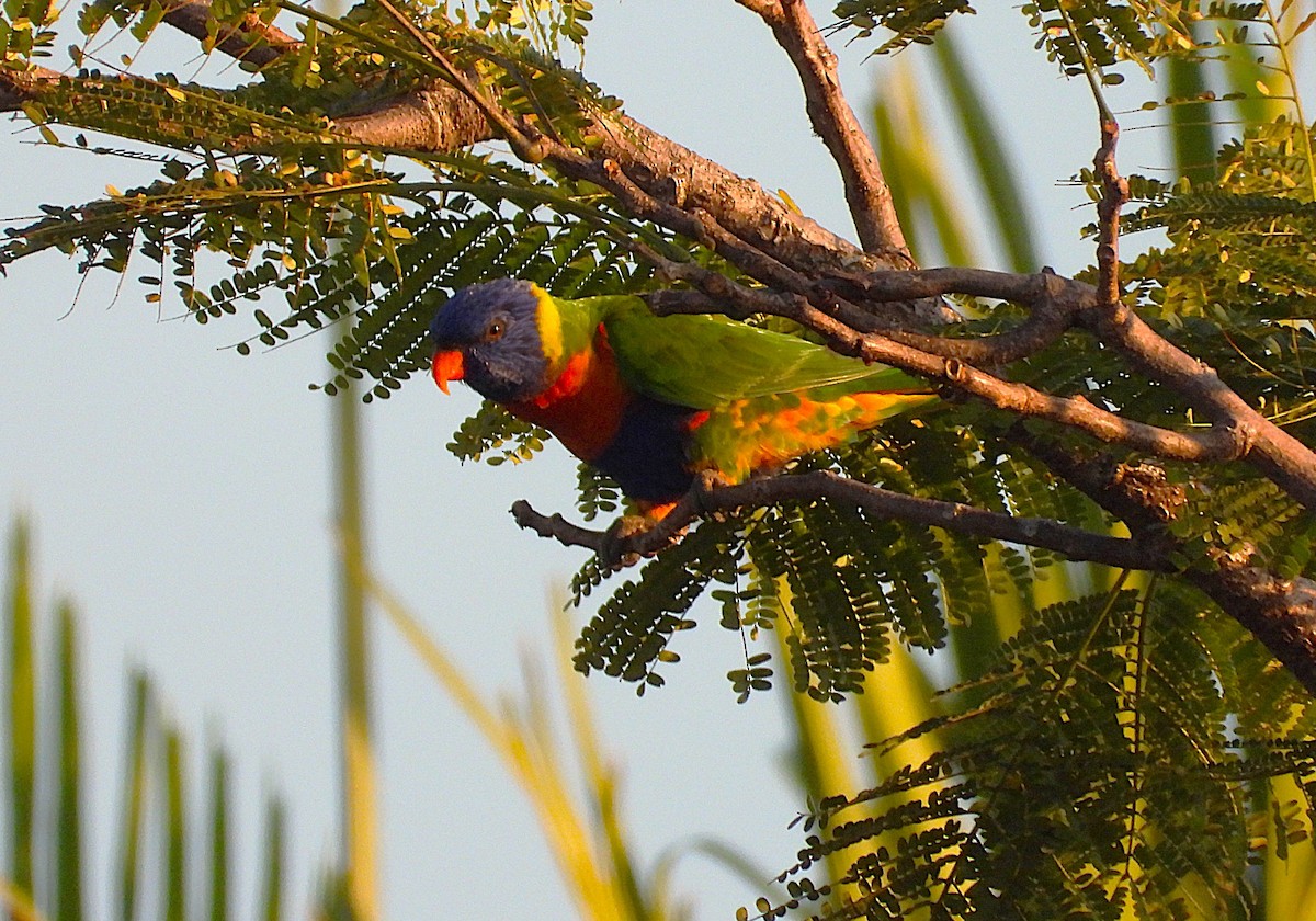 Rainbow Lorikeet - ML642732118