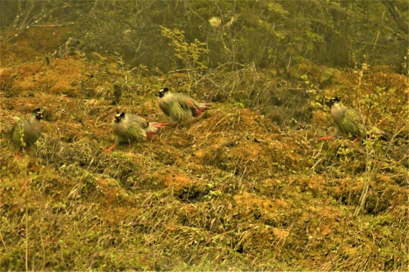 Faisán Ensangrentado - ML642732119