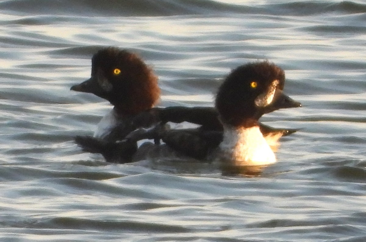 Barrow's Goldeneye - ML642732121