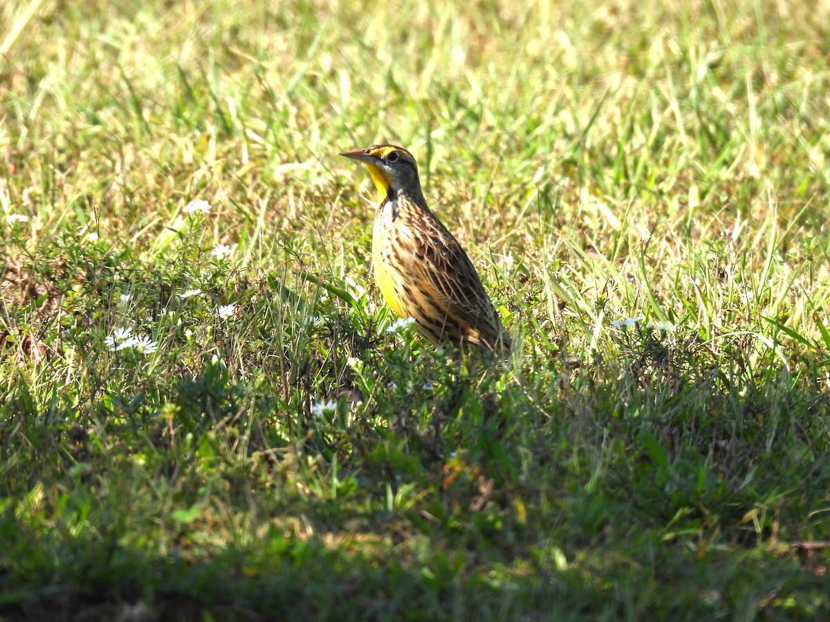 Eastern Meadowlark - ML642732122