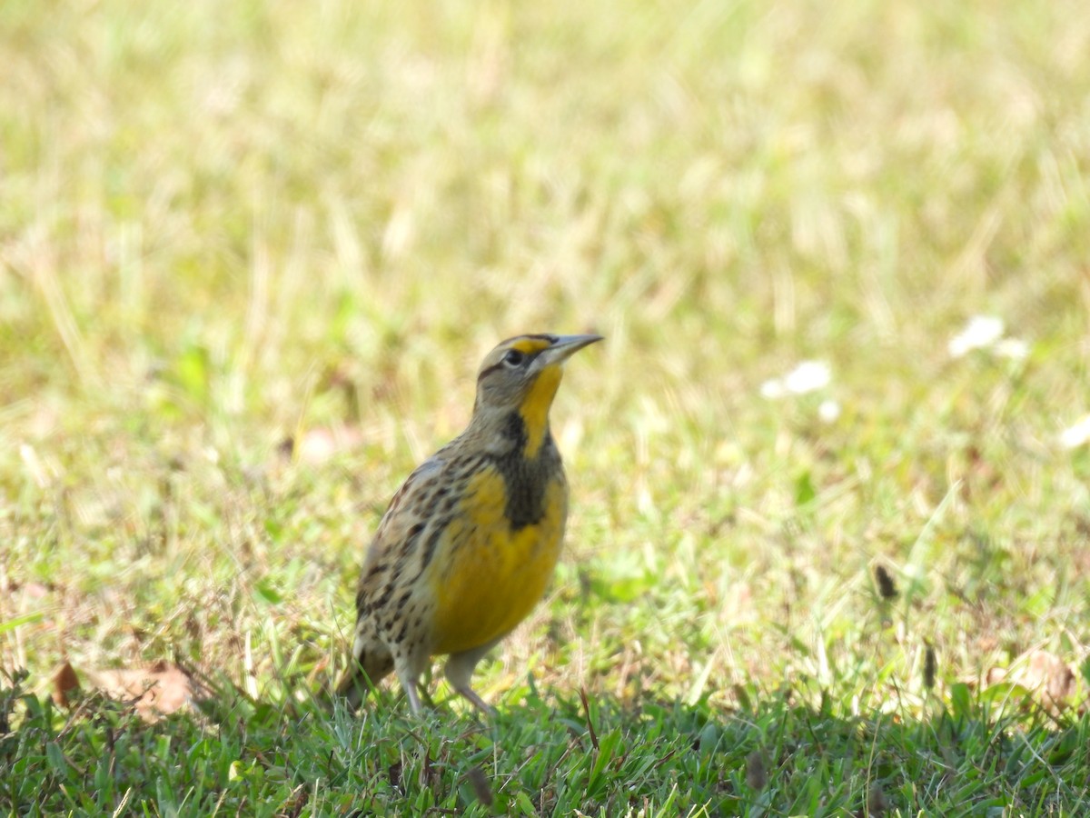 Eastern Meadowlark - ML642732123