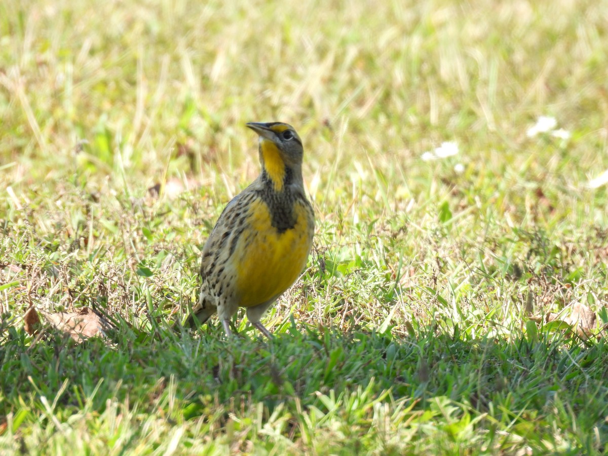 Eastern Meadowlark - ML642732124