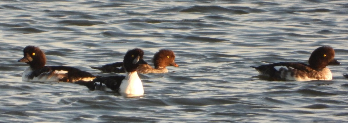 Barrow's Goldeneye - ML642732125