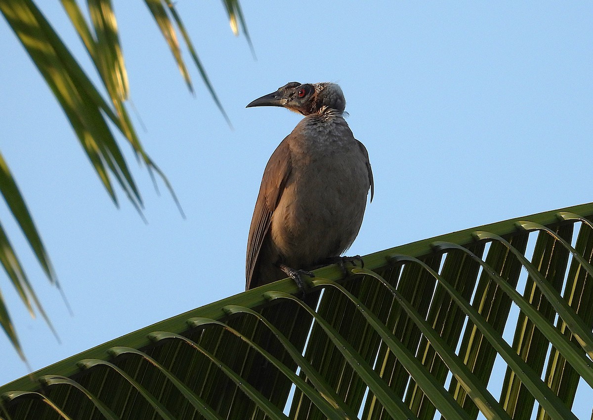 Helmeted Friarbird - ML642732126