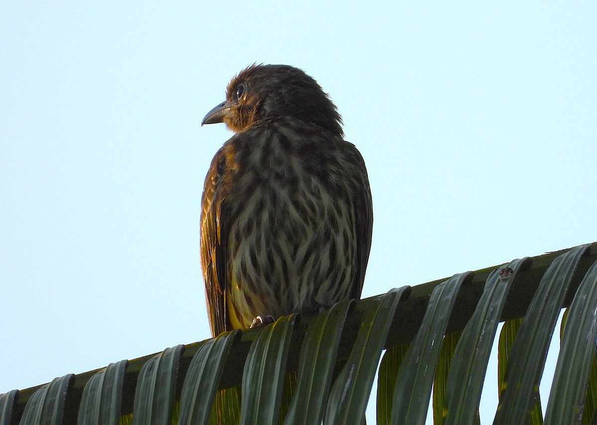 Australasian Figbird - ML642732127