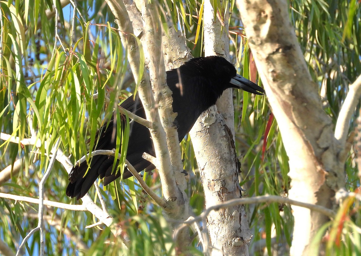 Black Butcherbird - ML642732138