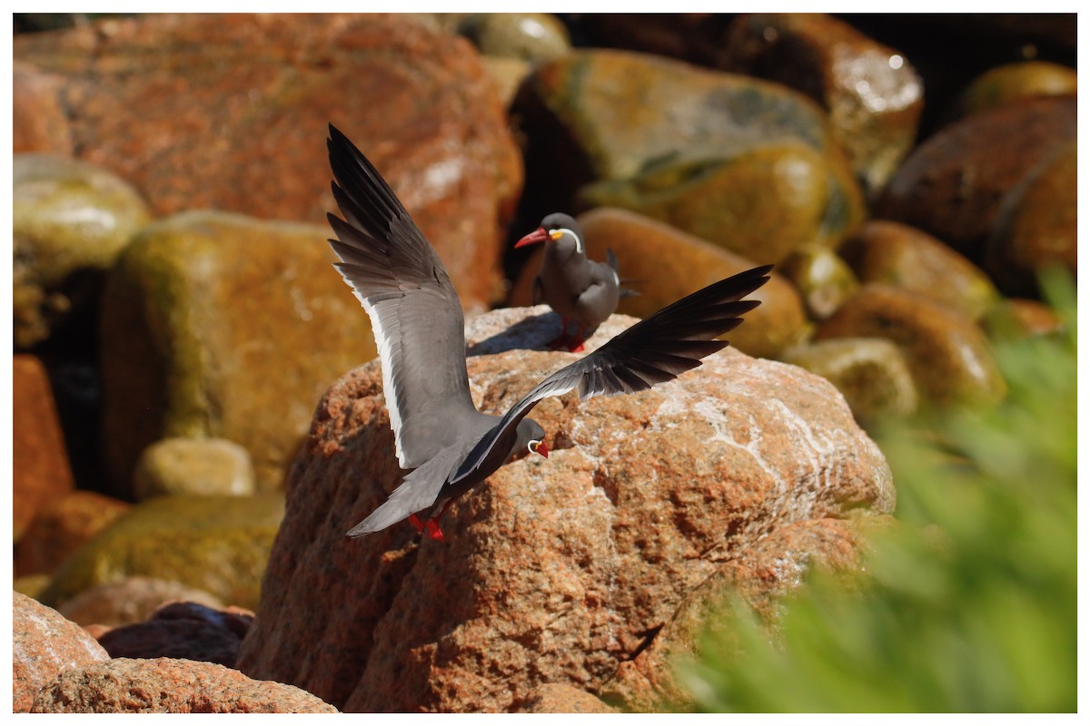 Inca Tern - ML642732143