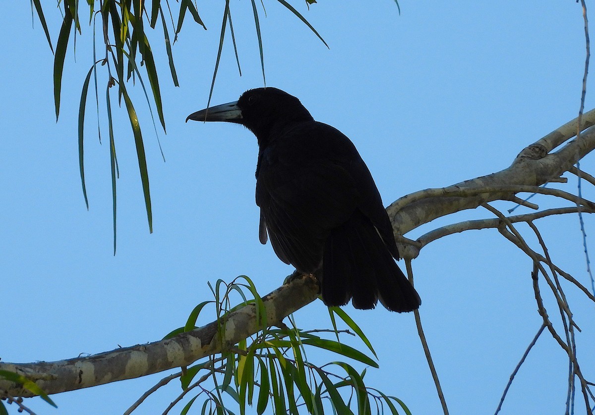 Black Butcherbird - ML642732147