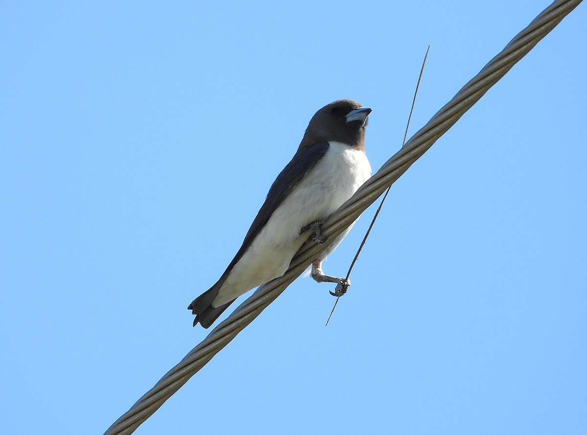 White-breasted Woodswallow - ML642732156