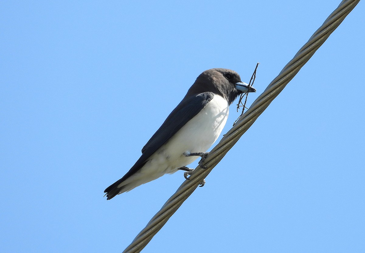White-breasted Woodswallow - ML642732158