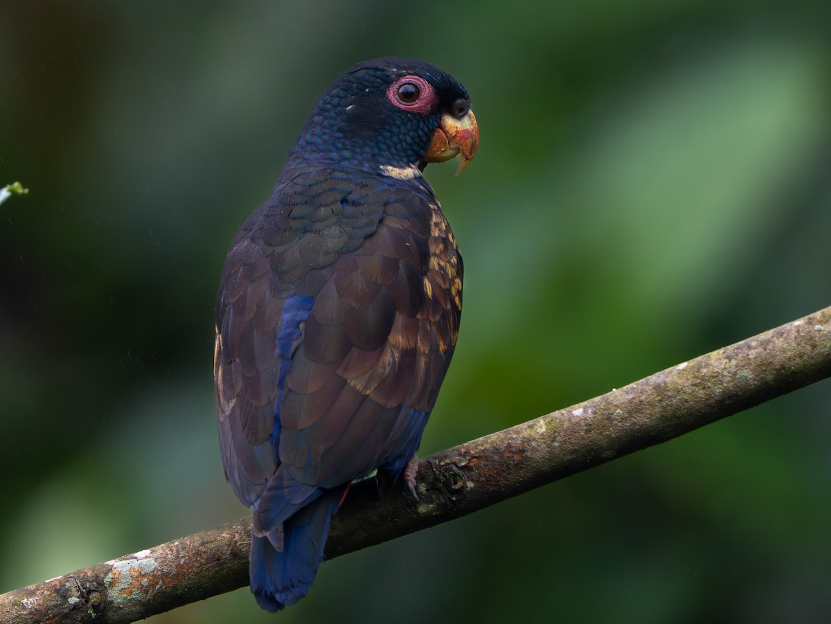 Bronze-winged Parrot - ML642732159
