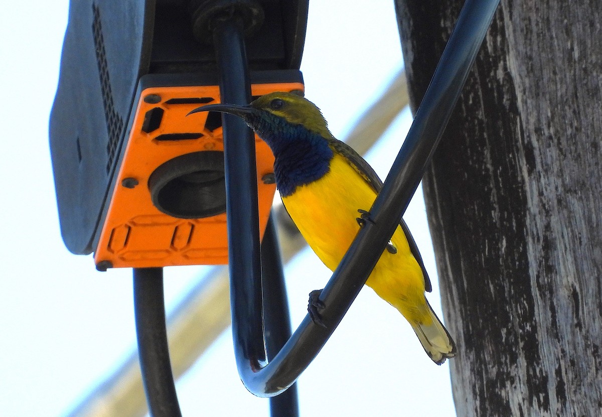Sahul Sunbird - ML642732174