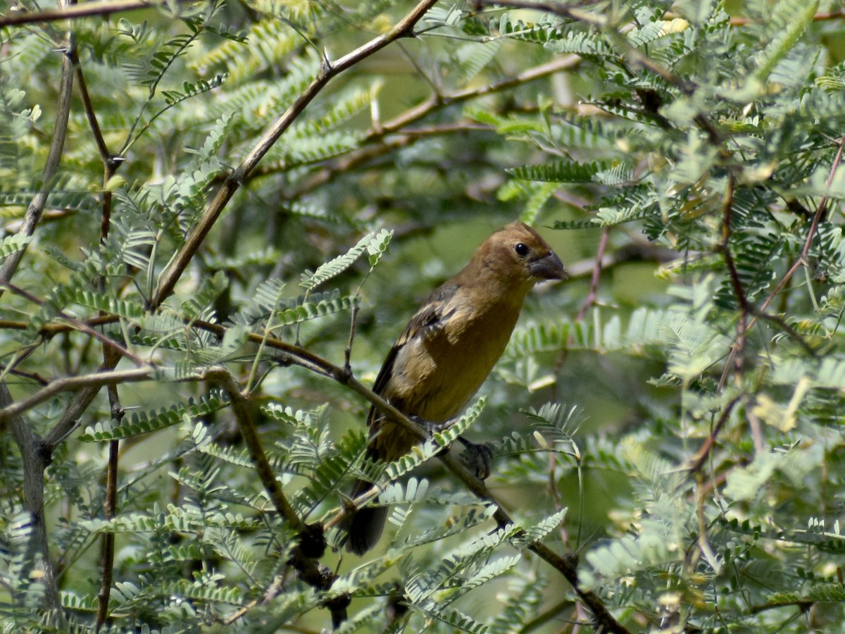 papežík modrý - ML642732180