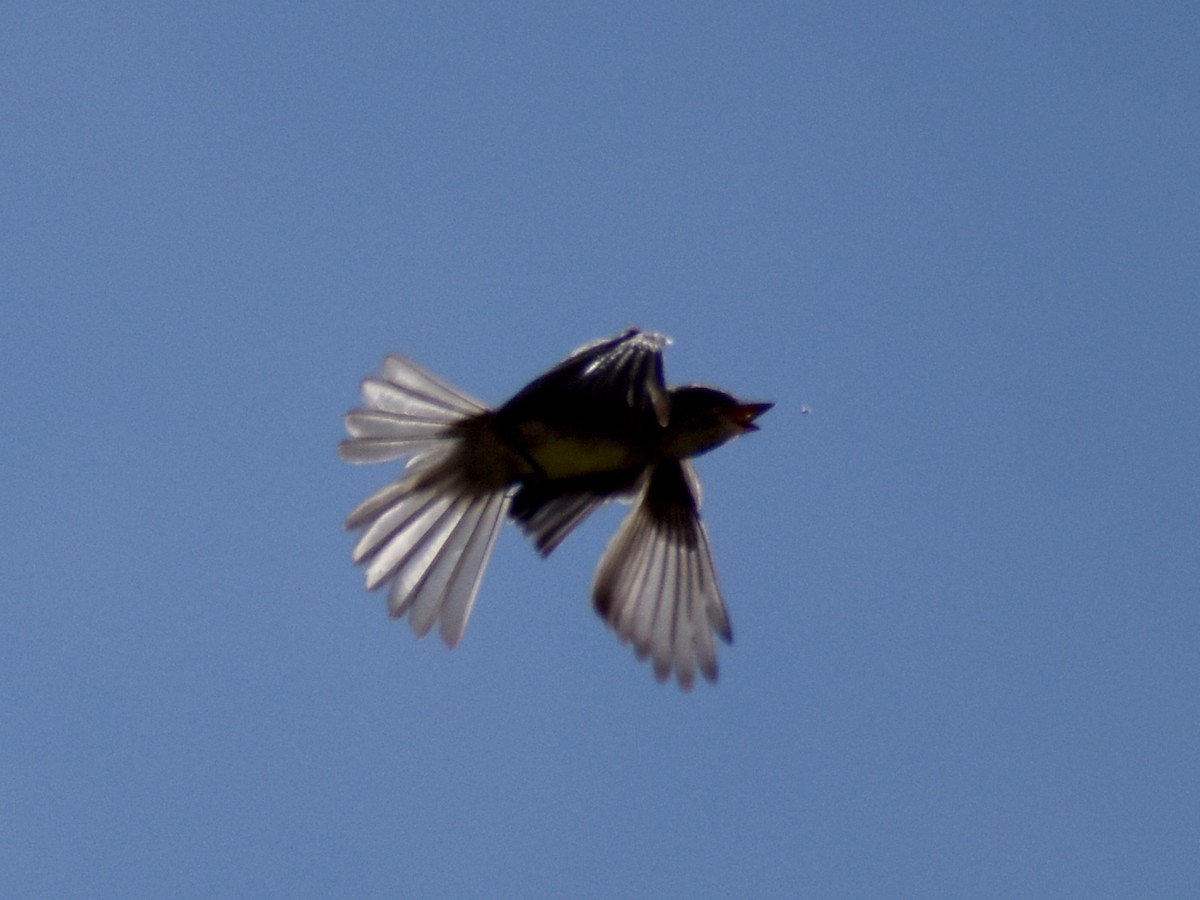 Western Wood-Pewee - ML642732182