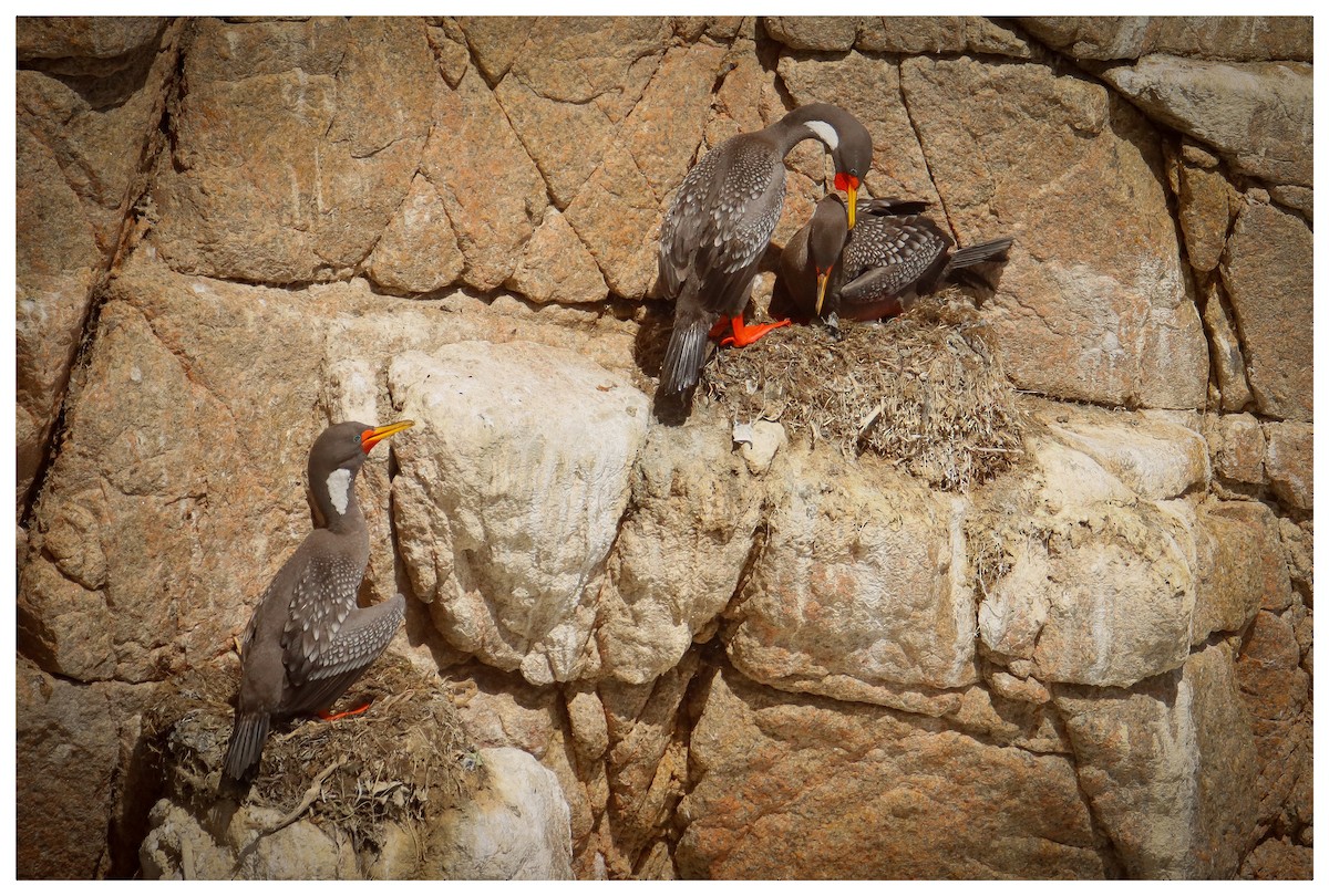 Red-legged Cormorant - ML642732183