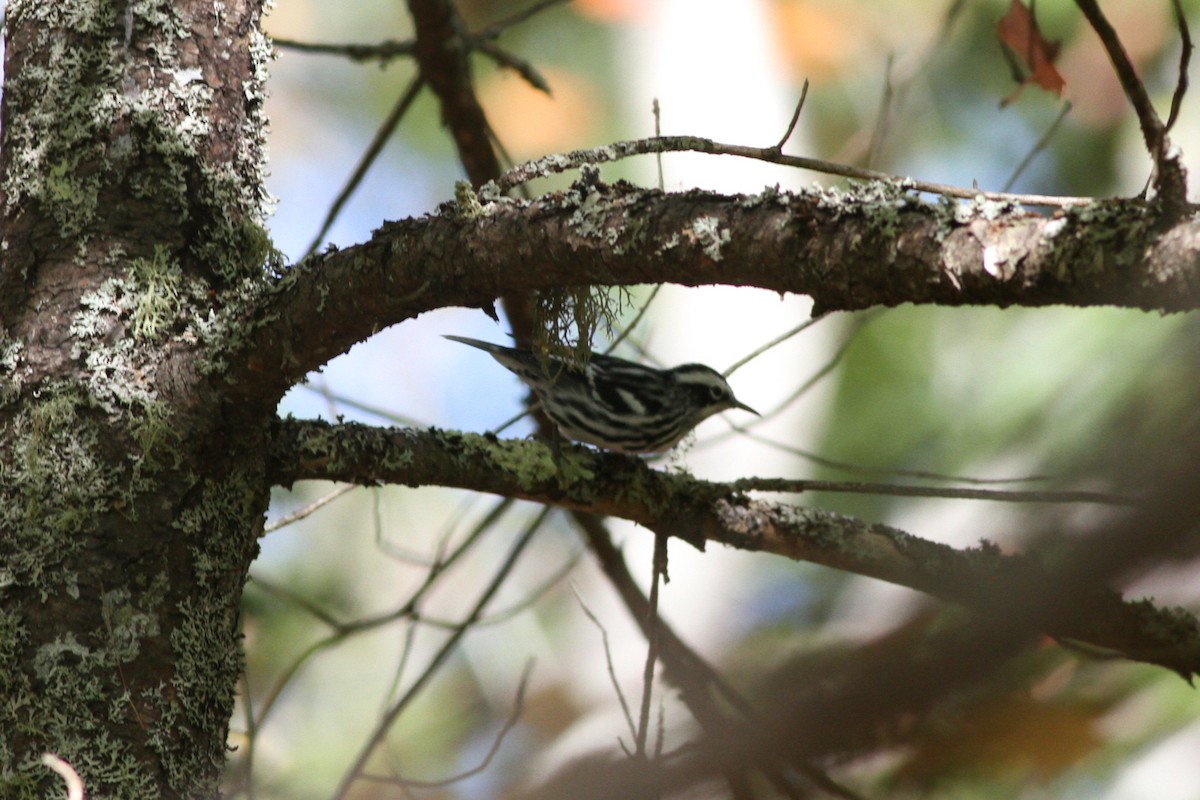 Black-and-white Warbler - ML642732186