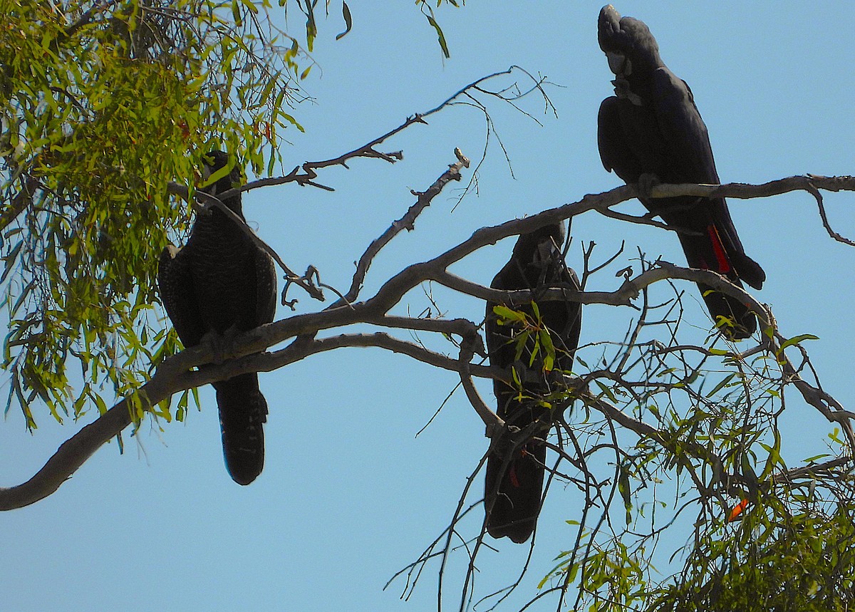 Red-tailed Black-Cockatoo - ML642732187