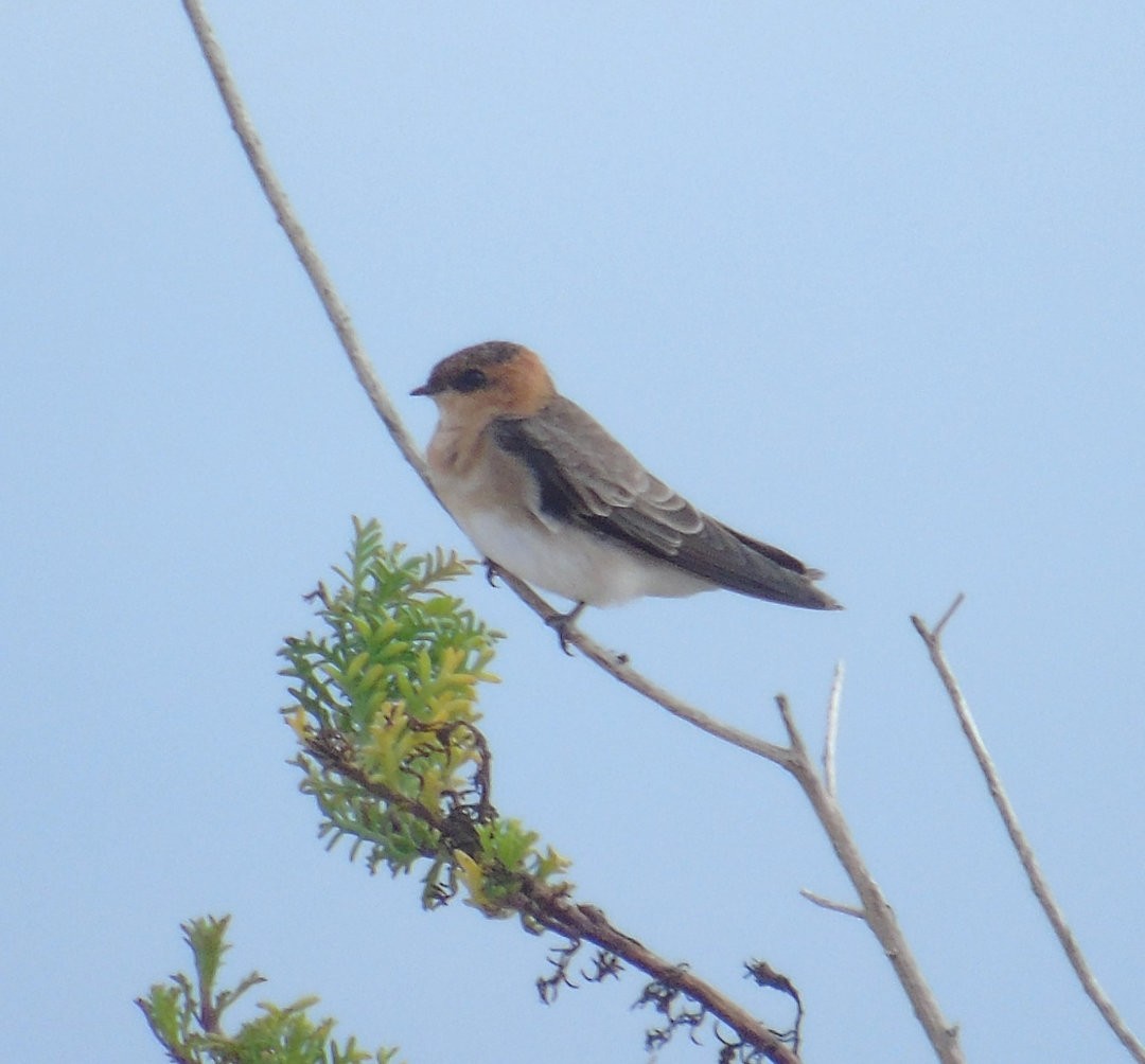 Hirondelle fardée - ML642732207