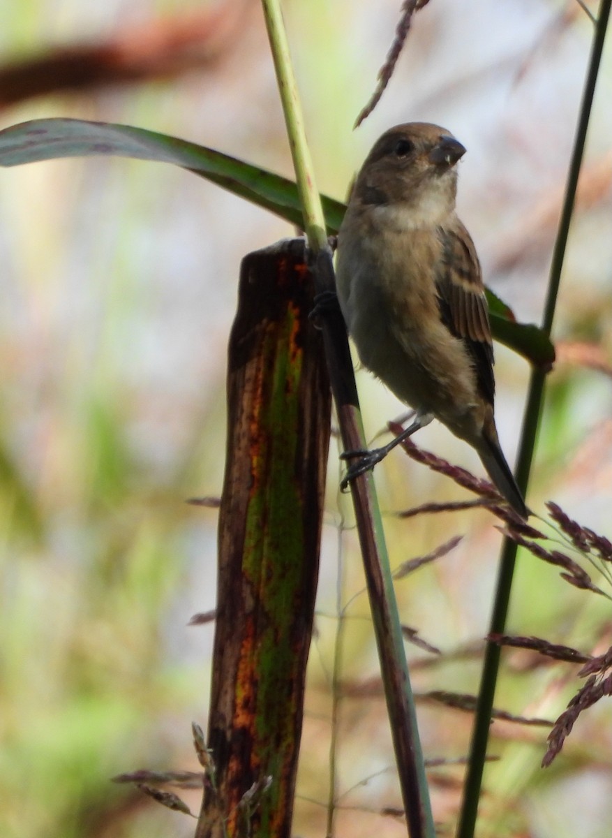 Passerin indigo - ML642732216