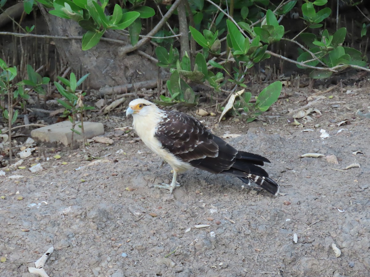 Yellow-headed Caracara - ML642732243