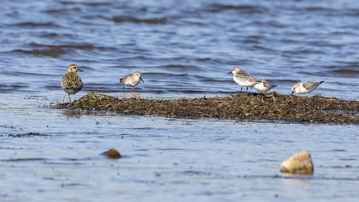 American Golden-Plover - ML642732245