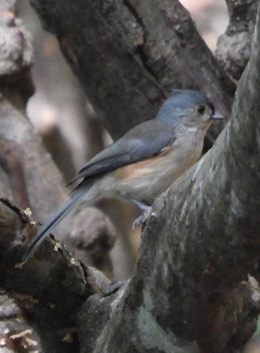 Mésange bicolore - ML642732253