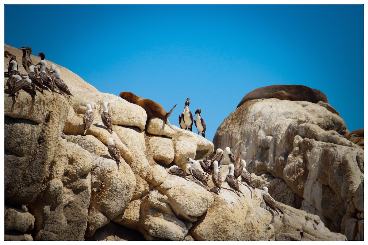 Guanay Cormorant - ML642732266