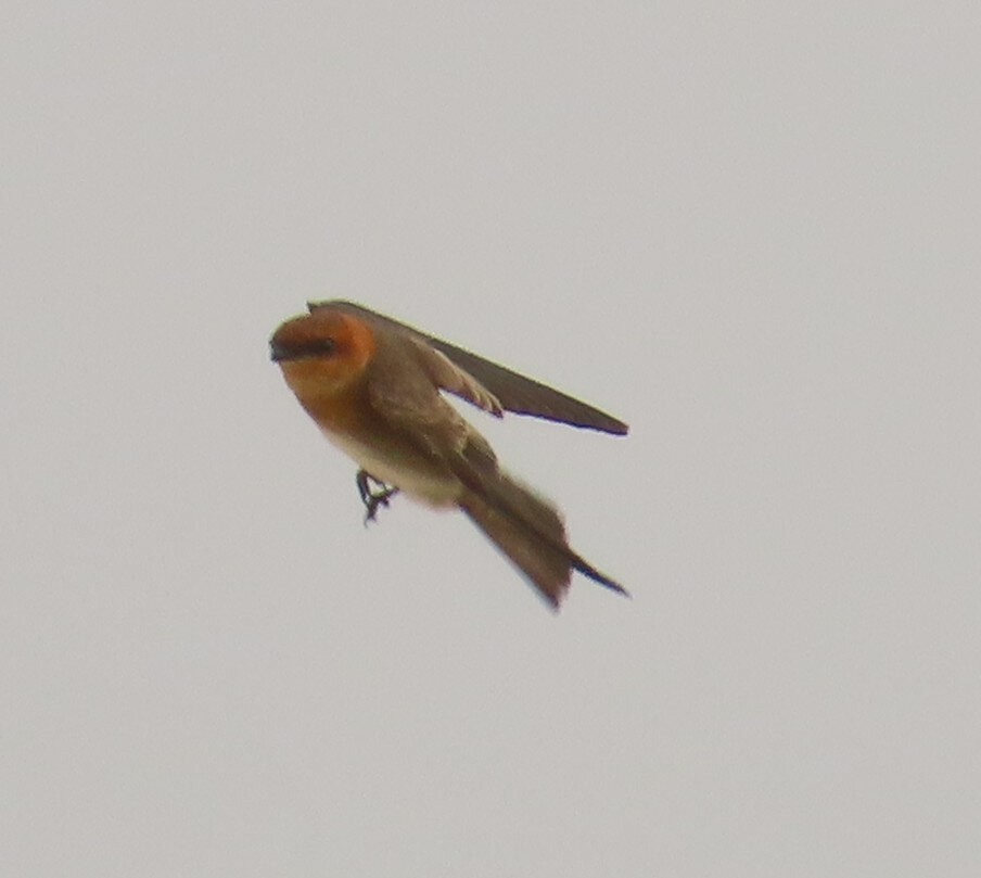 Hirondelle fardée - ML642732267